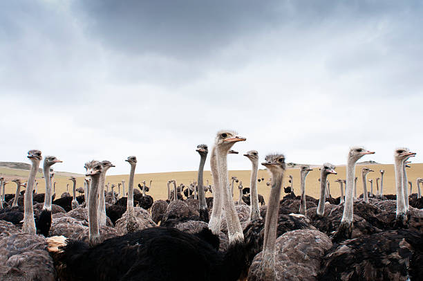 Ostriches A group of Ostriches in a field. ostrich farm stock pictures, royalty-free photos & images