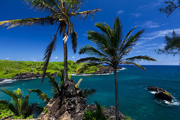 idílica bay con palmeras y el mar azul, maui, hawai - traffel fotografías e imágenes de stock