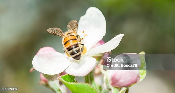 Honey Bee 花粉のお集まりからフィーディング Plumb の木の花 - カラー画像のストックフォトや画像を多数ご用意 - カラー画像, ハナバチ, パステルカラー