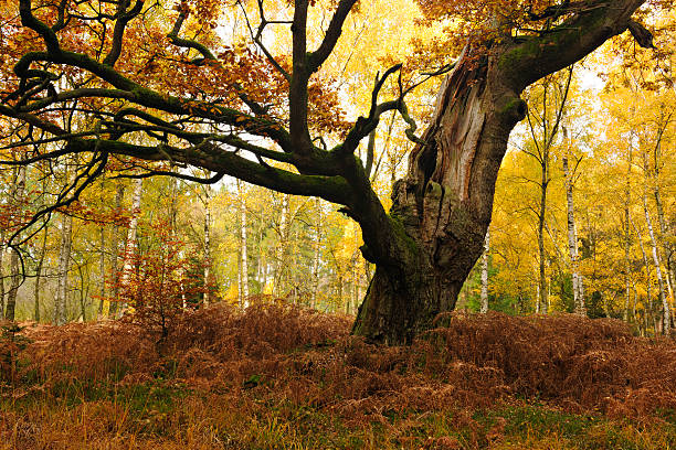 istock Moss Covered Ancient Hollow Oak Tree in Autumn Forest 185109407