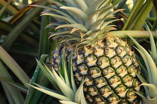 Pile of pineapples for sale at local store
