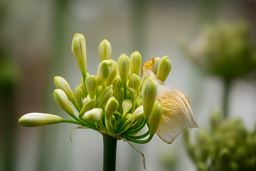 White agapanthus flower head