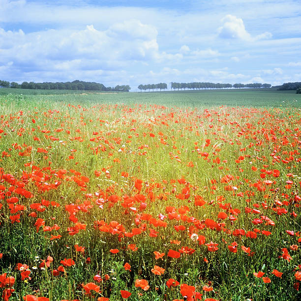 poppies - picardy 뉴스 사진 이미지