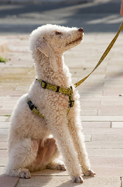 istock Bedlington Terrier sitting on pavement looking up 185109966