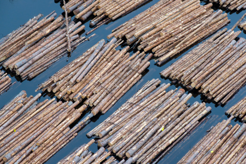 Floating logs on the Saimaa Lake in Lappeenranta/Finland