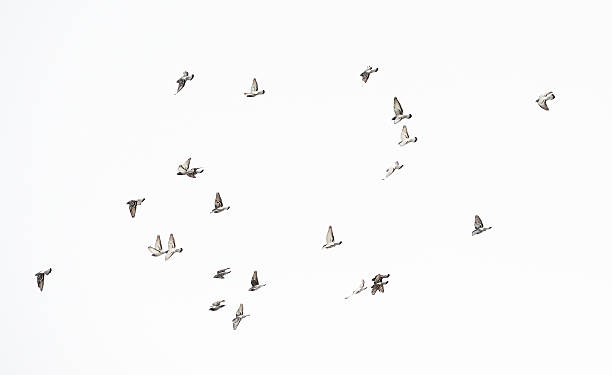 bandada de palomas - paloma blanca fotografías e imágenes de stock