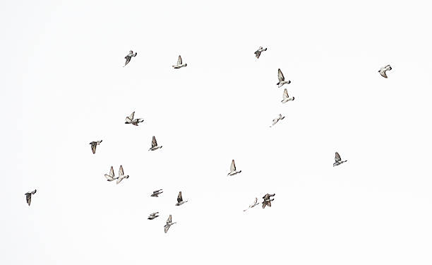 Flock of doves Sized flock of doves taking of and flying against clear sky.More birds flock-of-birds stock pictures, royalty-free photos & images