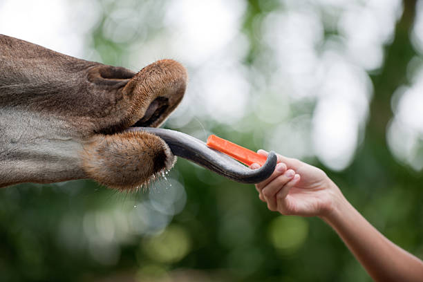 istock Reach for Food - Feeding a Giraffe (XXXL) 185110311