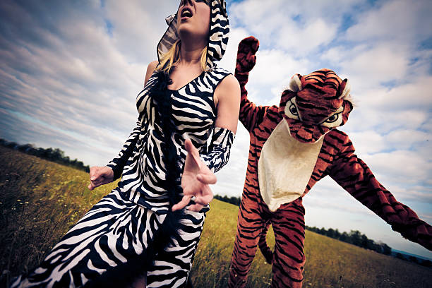 istock tiger is about to have a zebra for lunch 185110335