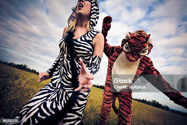 Tiger Is About To Have A Zebra For Lunch Stock Photo - Download Image Now - Tiger, Zebra, Running
