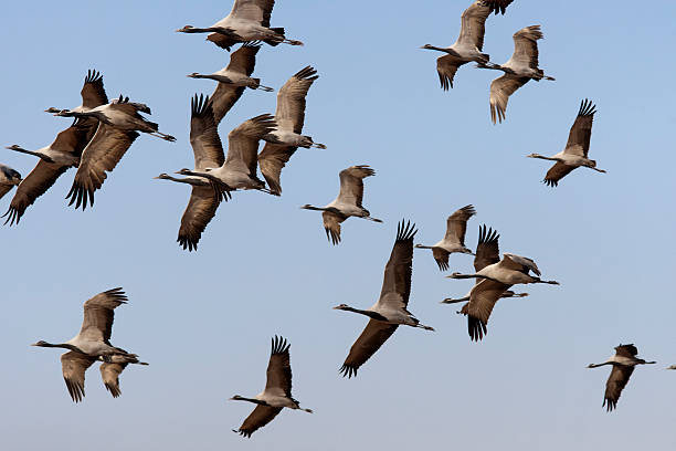 istock Demoisell Cranes 185110343