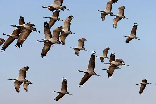 A flock of Demoiselle Cranes (Anthropoides virgo) caughts in flight.