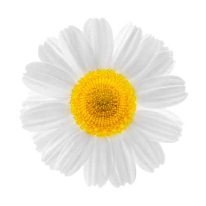 Close up of green daisy head and white petals, selective focus. Floral chamomile background.