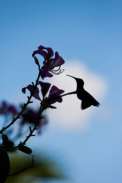 istock Hummingbird in Jamaica 185110567