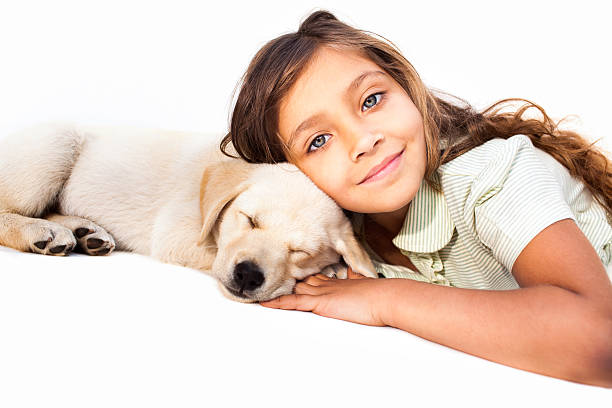 menina relaxante com seu animal de estimação - dog golden retriever lying down isolated imagens e fotografias de stock