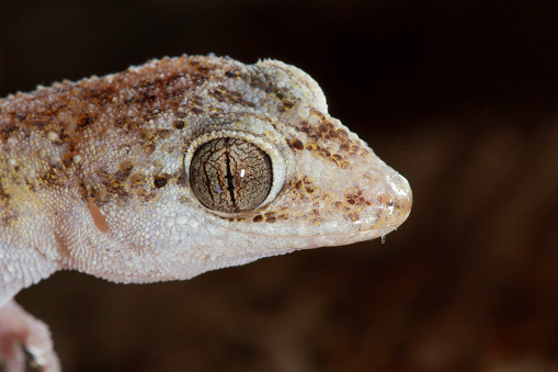 gecko lizard closeup