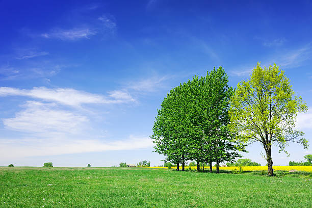 istock Landscape - Trees on green field and the blue sky 185110731