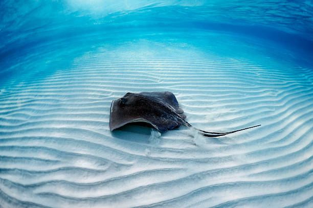 istock Stingray in the sea 185111268