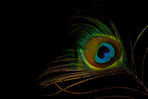 colorful peacock feather on black background.