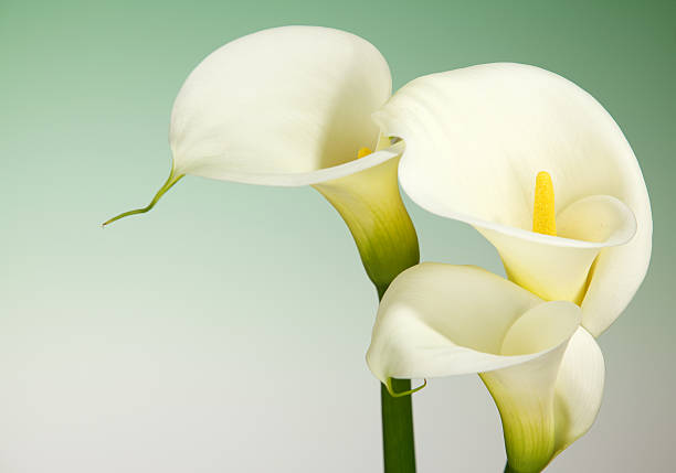 istock Calla Lily Flowers with Green Background and Copy Space 185111457