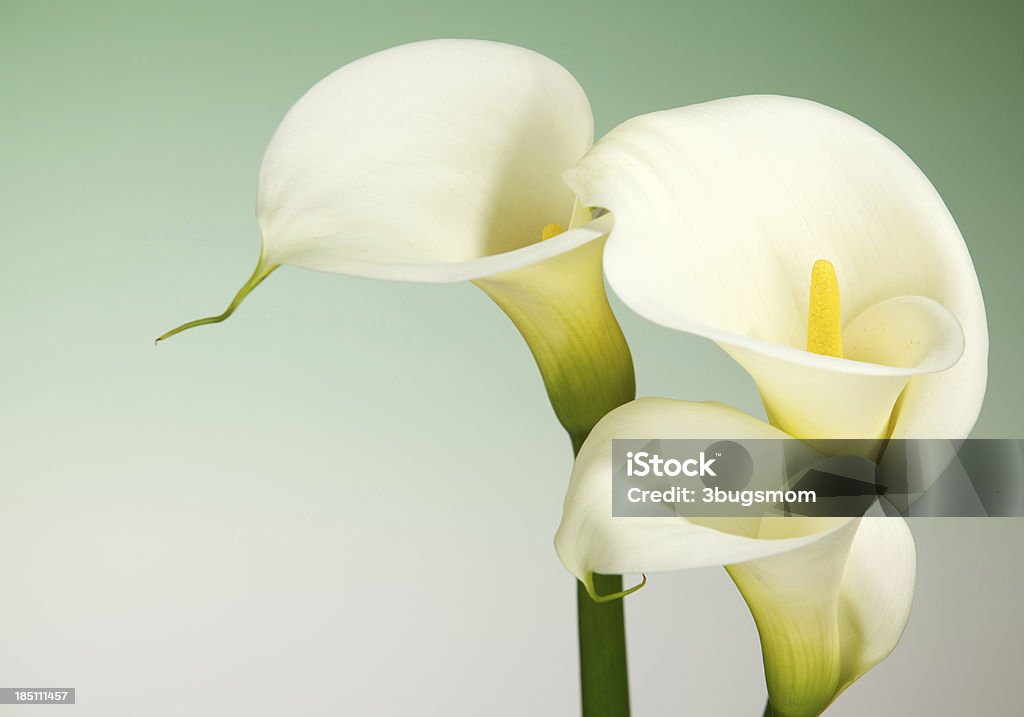 Calla Lily Flowers with Green Background and Copy Space A  bunch of Calla Lily Flowers on a green graduated background with copy space.  Focus on the stamen. Calla Lily Stock Photo
