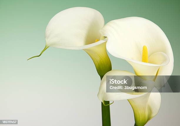 Calla Lily Flowers With Green Background And Copy Space Stock Photo - Download Image Now