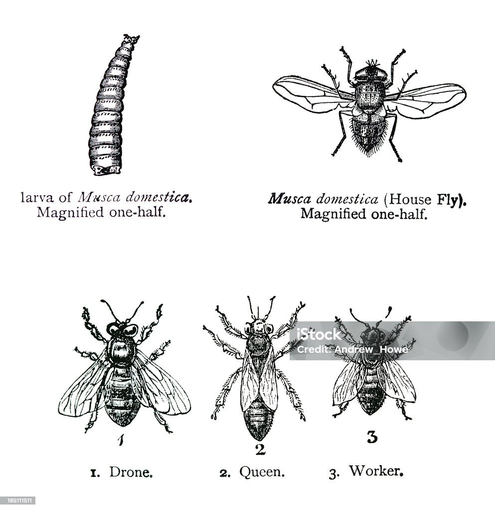 House Fly and Bee Illustrations House Fly and Maggot.Types of Bee. Drawing - Art Product stock illustration