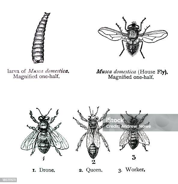 House Fly And Bee Illustrations Stock Illustration - Download Image Now - Drawing - Art Product, Housefly, Illustration