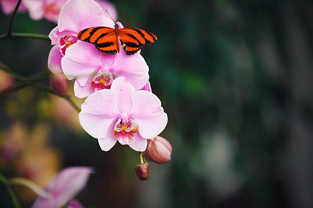 farfalla sulle orchidee rosa - dendrobium tropical flower front view plant foto e immagini stock