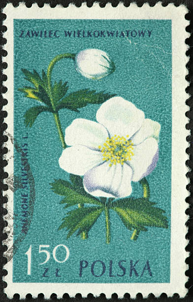 istock A. sylvestris snowdrop anemone 185111814