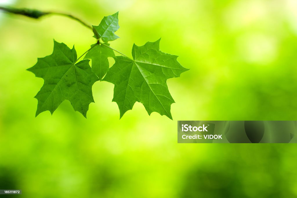 Leaves. Close-up green leaves. (shallow depth of field) Beauty In Nature Stock Photo