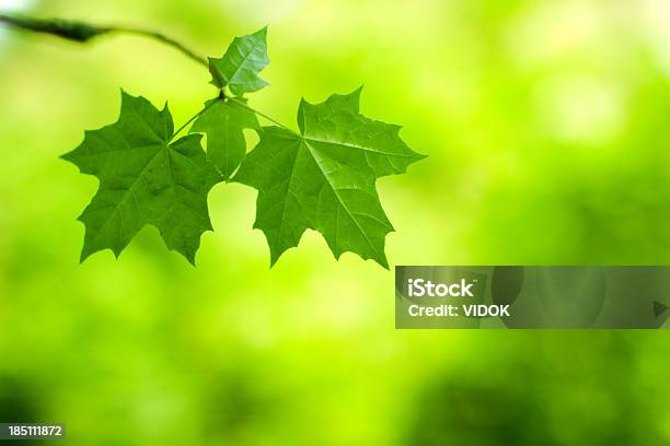 Leaves Stock Photo - Download Image Now - Beauty In Nature, Beginnings, Branch - Plant Part