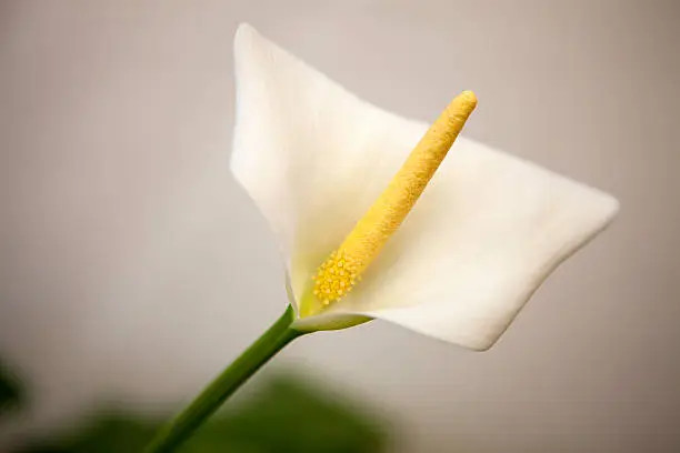 white lily against a white background
