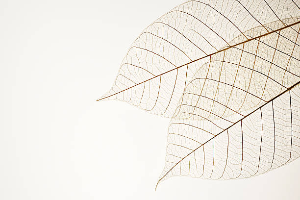 isolé photo de deux feuilles sur les veines sur fond blanc - translucent photos et images de collection