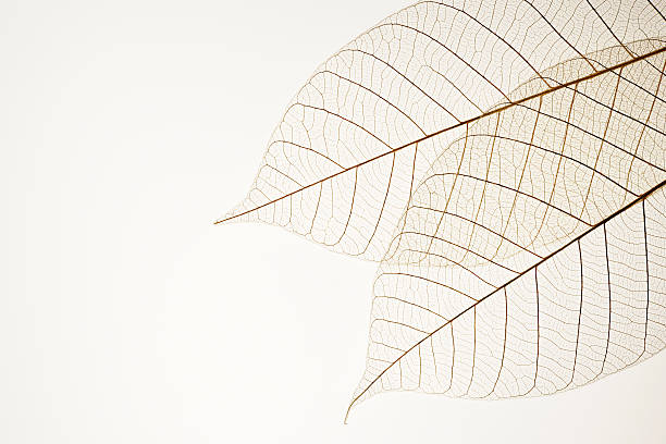 isolated shot of two leaf veins on white background - breekbaarheid fotos stockfoto's en -beelden