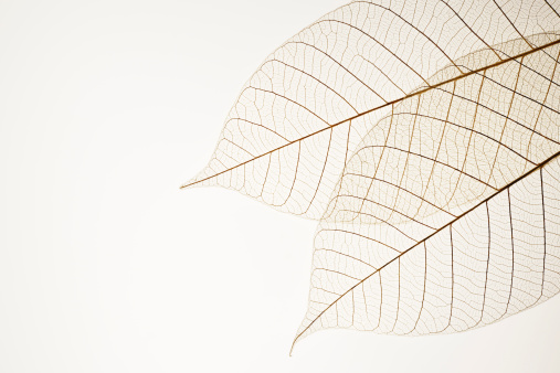 Isolated shot of two leaf veins on white background
