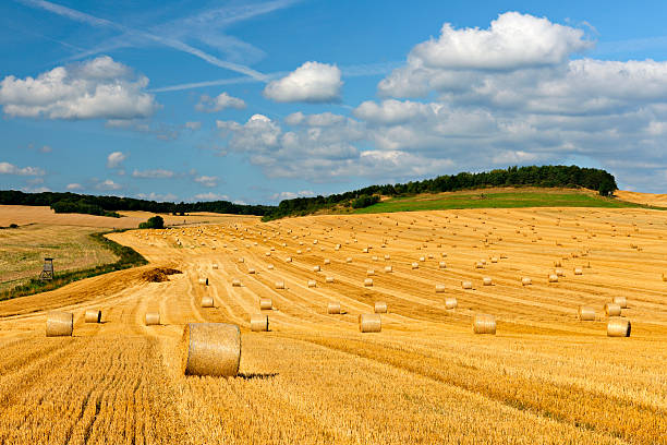 istock Field Stubble Landscape with Straw Bales during Harvest 185112652