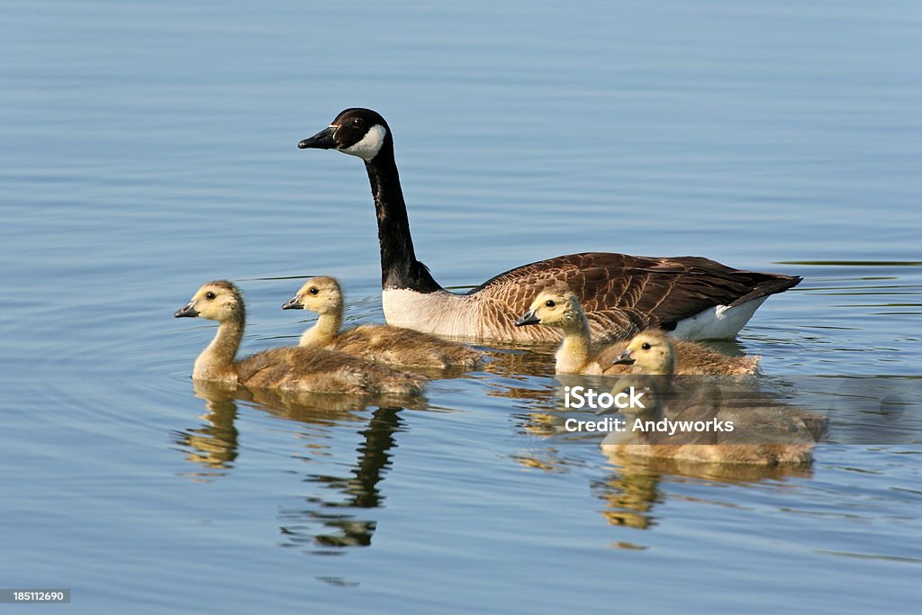 Canada Goose の Goslings - アウトフォーカスのロイヤリティフリーストックフォト
