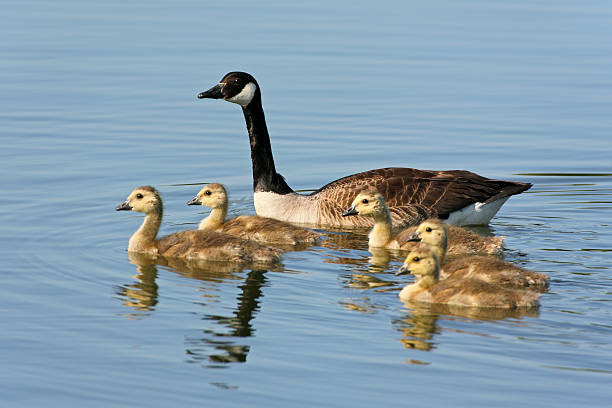 Canada Goose With Goslings
