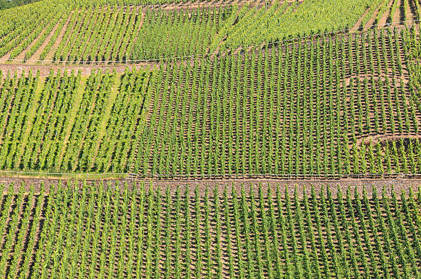 istock Vineyard at German mosel valley 185112724