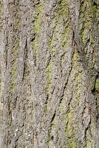 Bark of large-leafed lime Tilia platyphyllos background texture