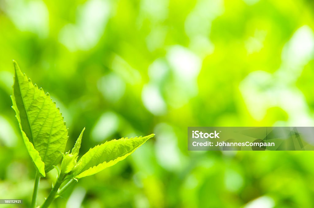 Foglie verdi ambiente - Foto stock royalty-free di Albero
