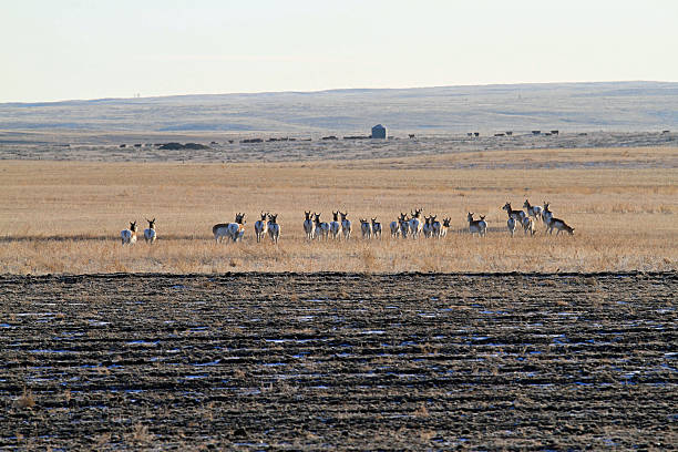istock Herd of Pronghorns 185112934