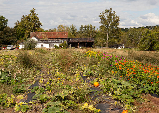 istock Farm House in Countryside 185113024