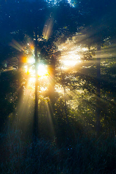 istock Rays Of Sunshine Illuminate Misty Morning Forest 185113207
