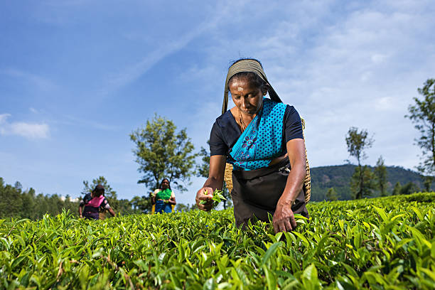 tamil musiker plucking teeblätter auf plantation - picking crop harvesting scenics stock-fotos und bilder