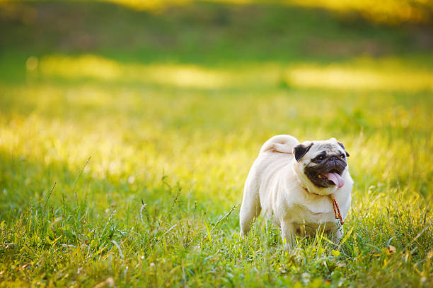 istock Pug walking on a grass in summer park 185113592