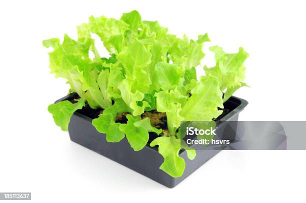 Seedling Of Lollo Bionda Lettuce Salat Plants In Flower Pot Stock Photo - Download Image Now