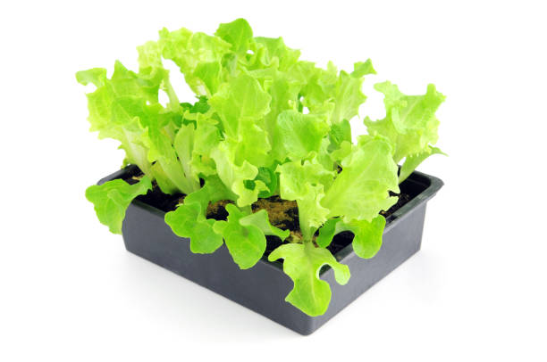 planta nova de alface lollo bionda do salat plantas em vaso de flor - lollo bionda lettuce imagens e fotografias de stock