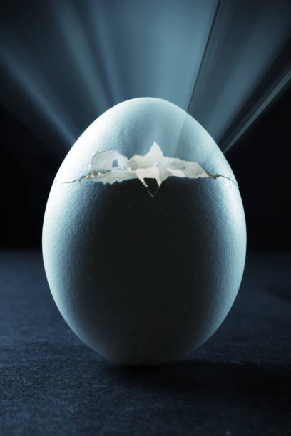 부화하다 알류 - animal egg eggs hatching evolution 뉴스 사진 이미지